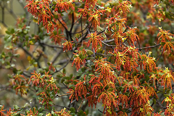 Steineiche (Quercus ilex)