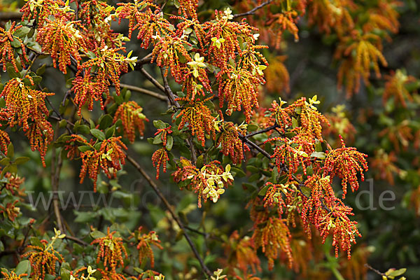 Steineiche (Quercus ilex)