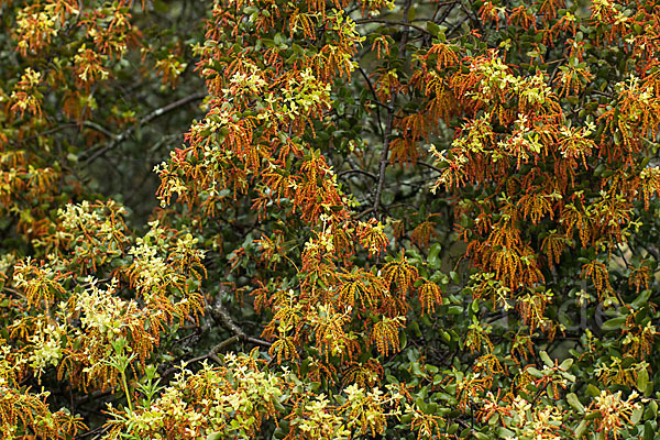 Steineiche (Quercus ilex)