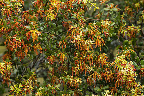 Steineiche (Quercus ilex)