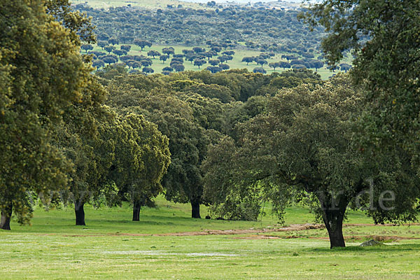 Steineiche (Quercus ilex)