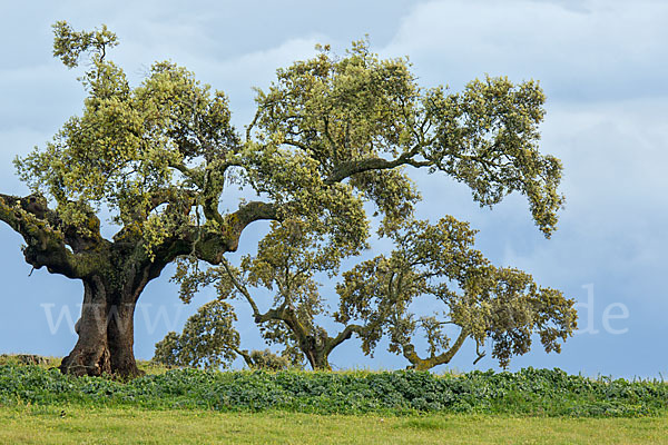 Steineiche (Quercus ilex)