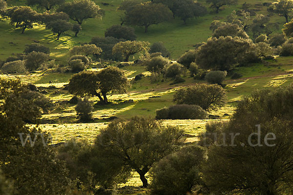 Steineiche (Quercus ilex)