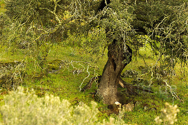 Steineiche (Quercus ilex)