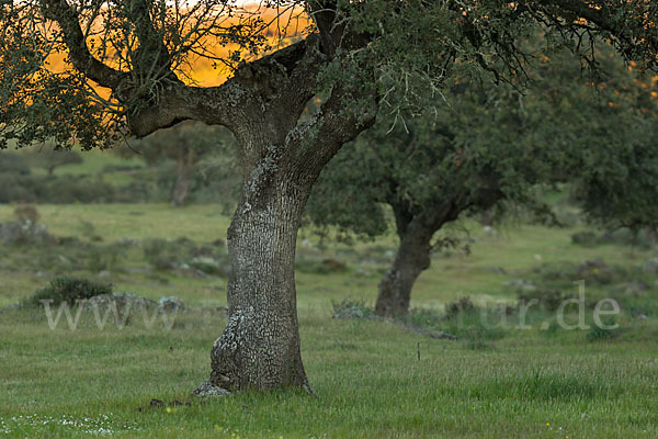 Steineiche (Quercus ilex)