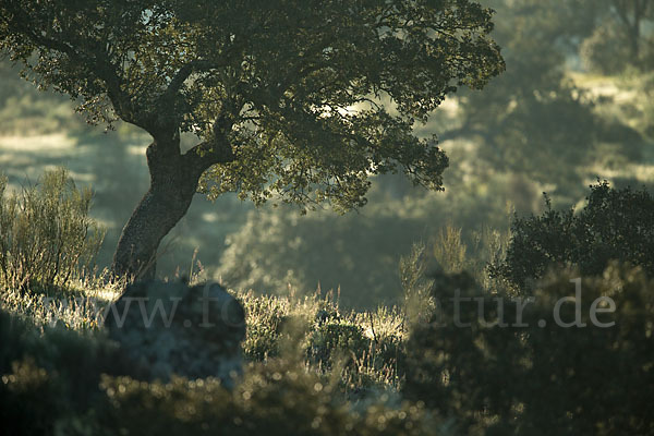 Steineiche (Quercus ilex)