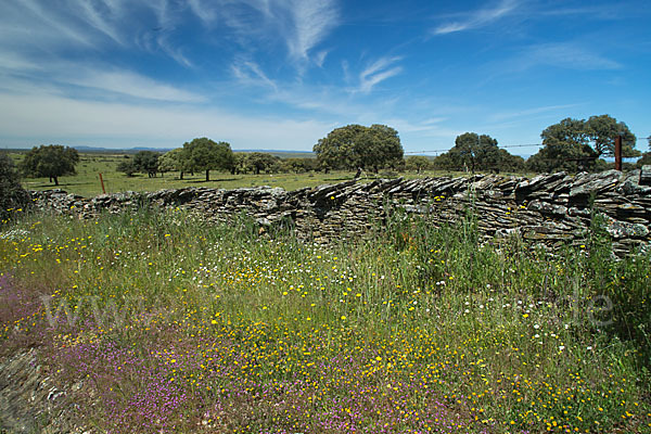 Steineiche (Quercus ilex)