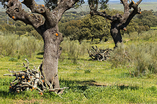 Steineiche (Quercus ilex)