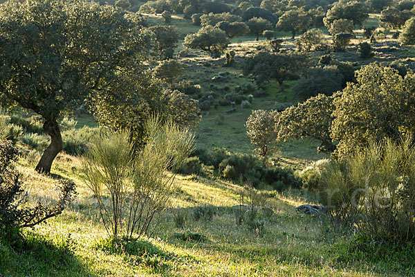 Steineiche (Quercus ilex)