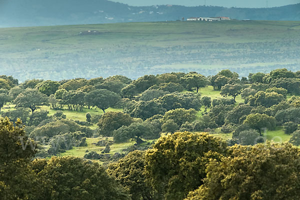 Steineiche (Quercus ilex)