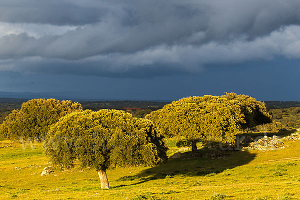 Steineiche (Quercus ilex)