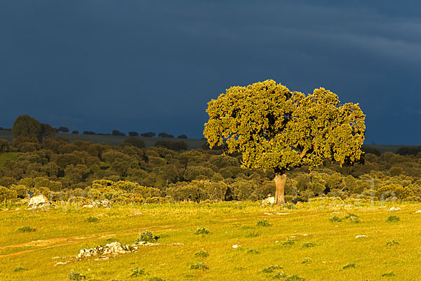 Steineiche (Quercus ilex)