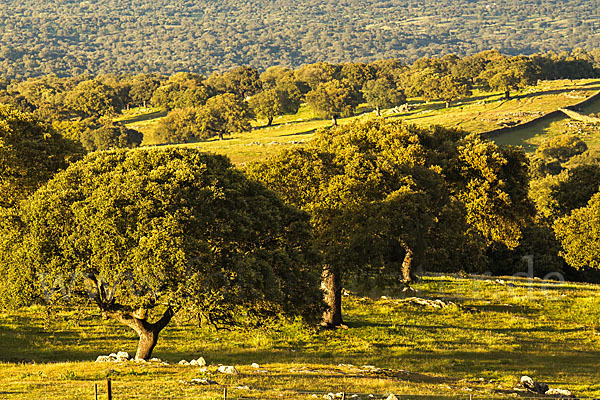 Steineiche (Quercus ilex)