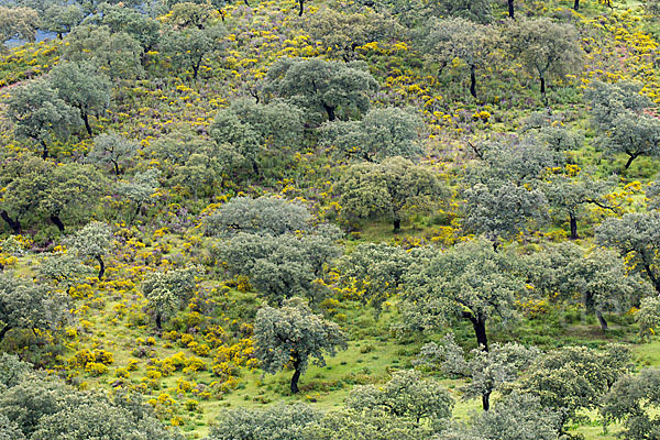 Steineiche (Quercus ilex)