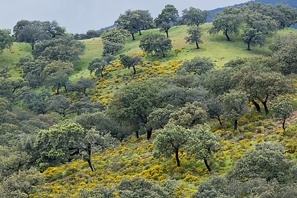 Steineiche (Quercus ilex)