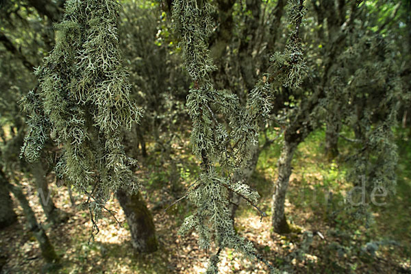 Steineiche (Quercus ilex)