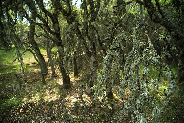 Steineiche (Quercus ilex)