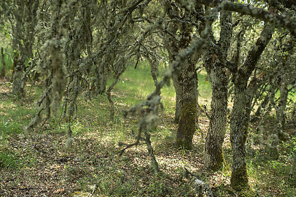 Steineiche (Quercus ilex)