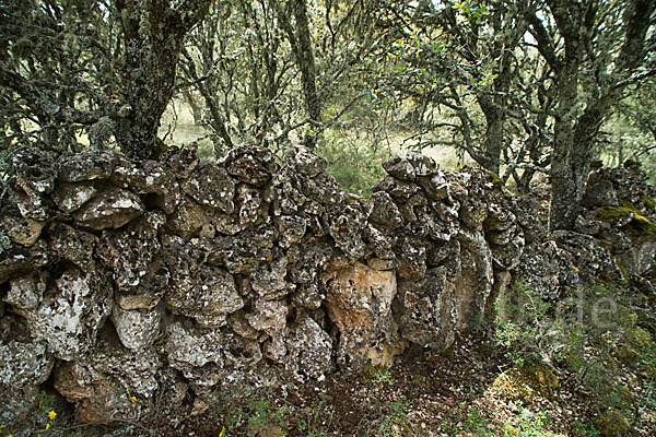 Steineiche (Quercus ilex)