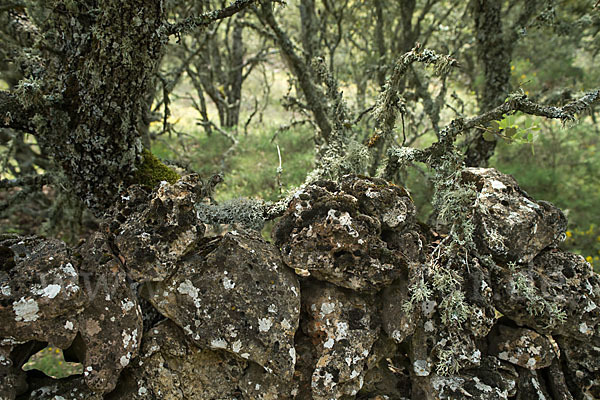 Steineiche (Quercus ilex)