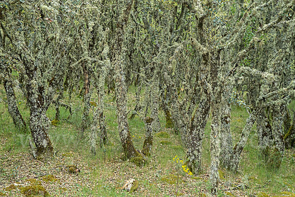 Steineiche (Quercus ilex)