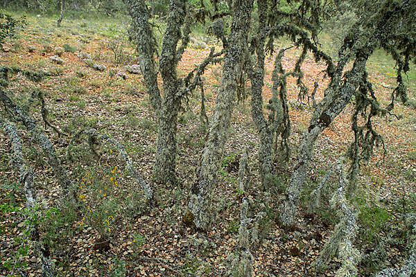 Steineiche (Quercus ilex)