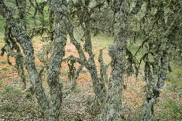 Steineiche (Quercus ilex)