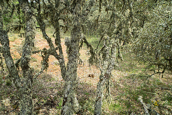 Steineiche (Quercus ilex)