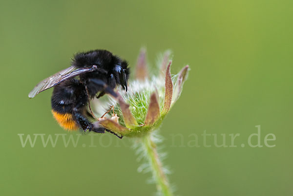 Steinhummel (Bombus lapidarius)