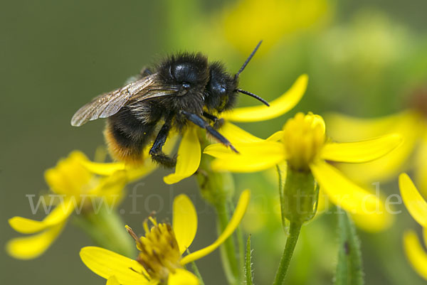 Steinhummel (Bombus lapidarius)