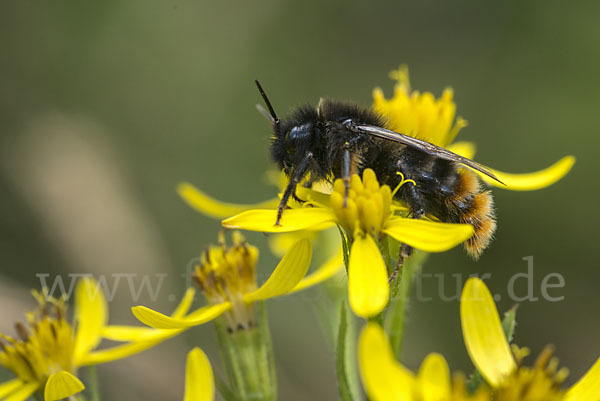 Steinhummel (Bombus lapidarius)