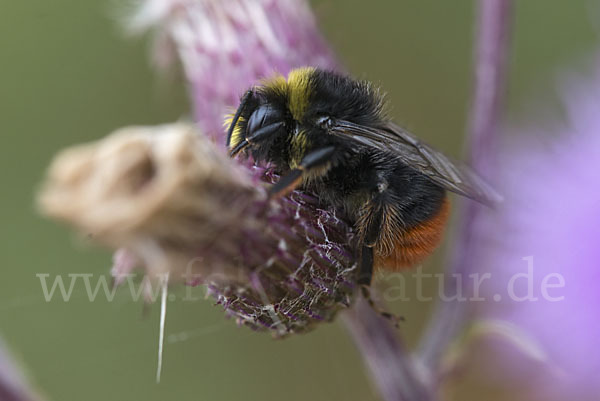 Steinhummel (Bombus lapidarius)