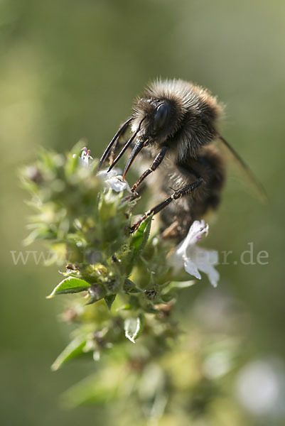 Steinhummel (Bombus lapidarius)