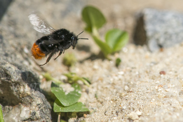 Steinhummel (Bombus lapidarius)