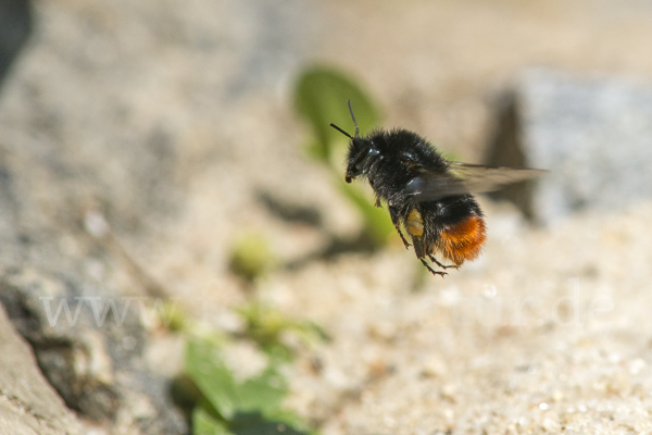 Steinhummel (Bombus lapidarius)