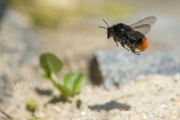 Steinhummel (Bombus lapidarius)