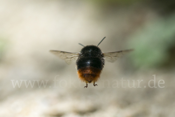 Steinhummel (Bombus lapidarius)