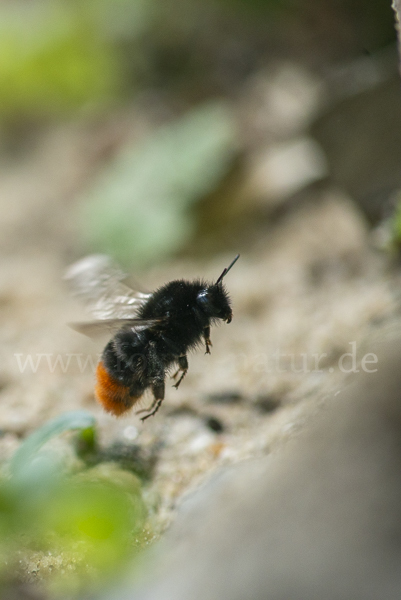 Steinhummel (Bombus lapidarius)