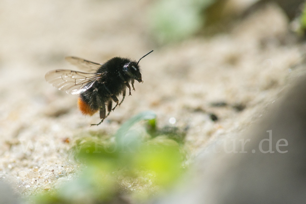 Steinhummel (Bombus lapidarius)