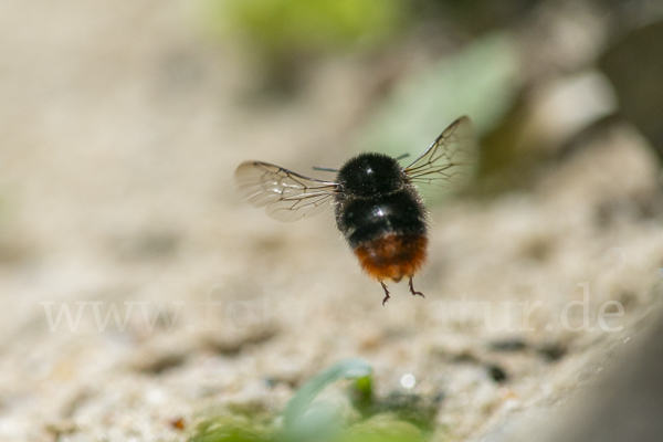 Steinhummel (Bombus lapidarius)
