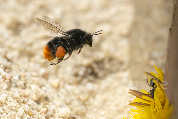 Steinhummel (Bombus lapidarius)