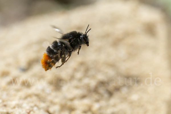 Steinhummel (Bombus lapidarius)