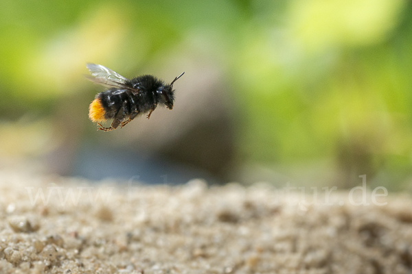 Steinhummel (Bombus lapidarius)