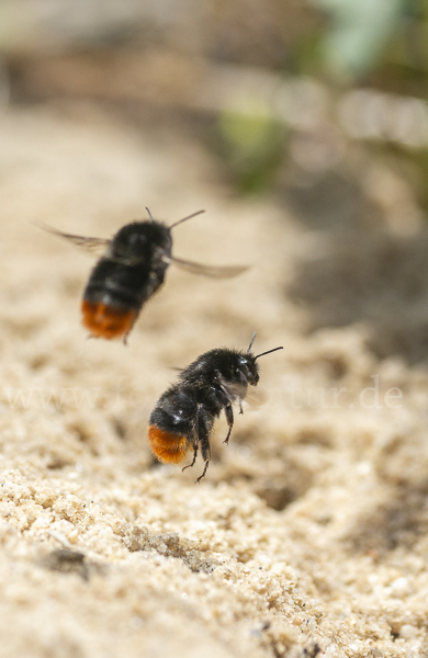 Steinhummel (Bombus lapidarius)