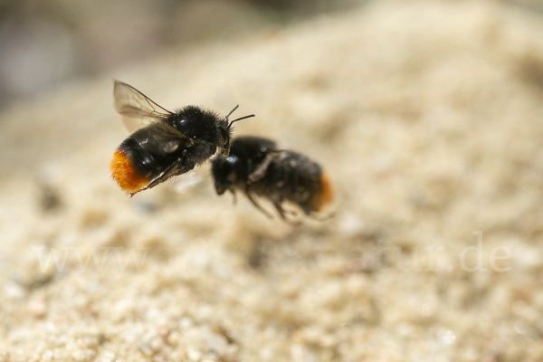 Steinhummel (Bombus lapidarius)