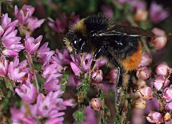 Steinhummel (Bombus lapidarius)