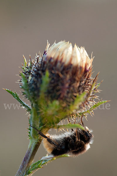 Steinhummel (Bombus lapidarius)