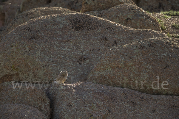 Steinkauz (Athene noctua)