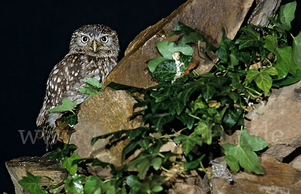 Steinkauz (Athene noctua)