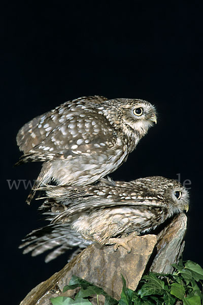 Steinkauz (Athene noctua)